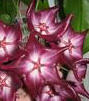 * Hoya macgillivrayii - Stooora rda blommor ! *