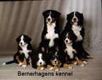 Familjekort Bernerhagens kennel.jpg