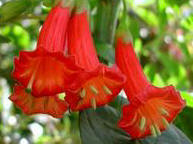 Rd mini nglatrumpet Iochroma coccinea  10 frn. Raritet 