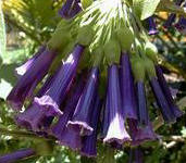 Iochroma Purple 5 st