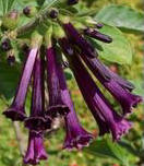 Iochroma Indiga 5 st