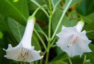 Iochroma Alba VIT 5 st fr
